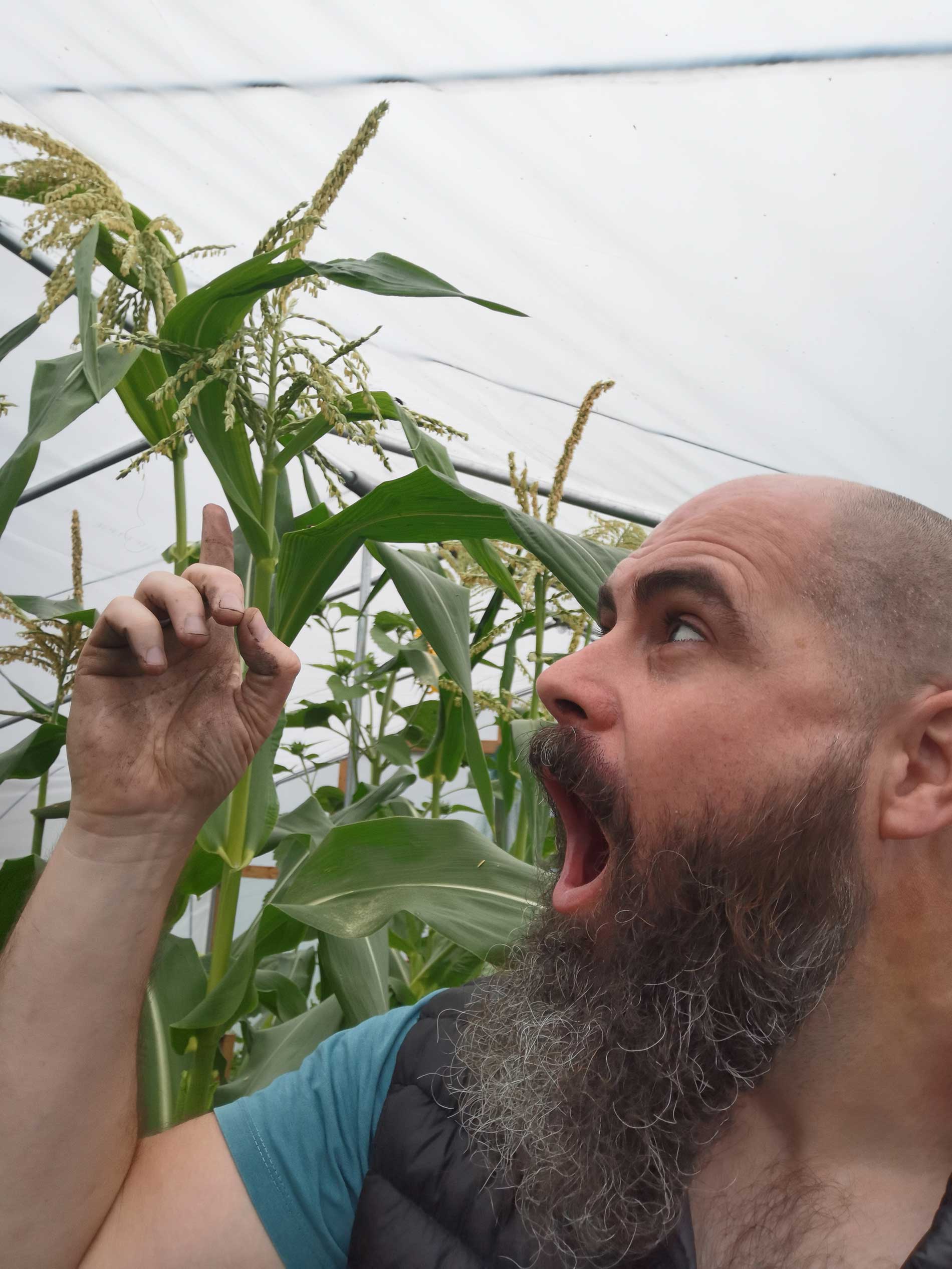 "Special Swiss" Sweetcorn Seeds - Image 4