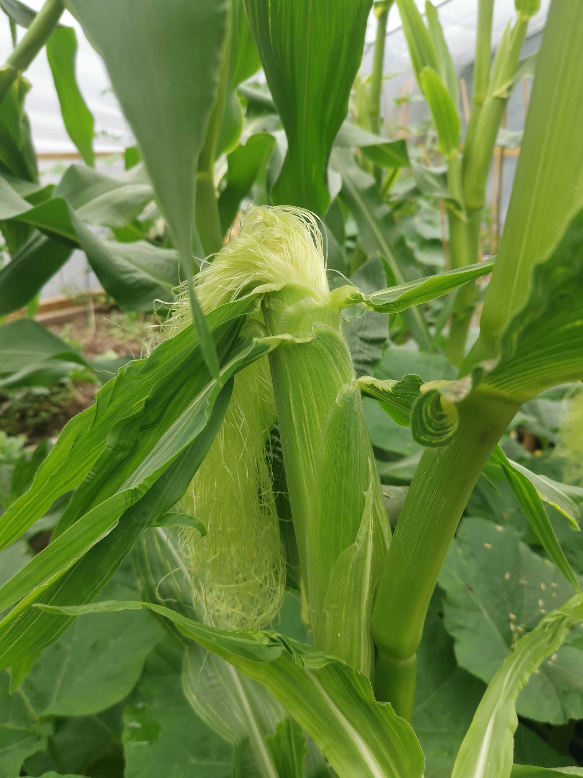 "Special Swiss" Sweetcorn Seeds - Image 3