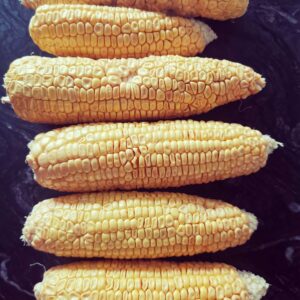 Swiss Special Sweetcorn Seeds