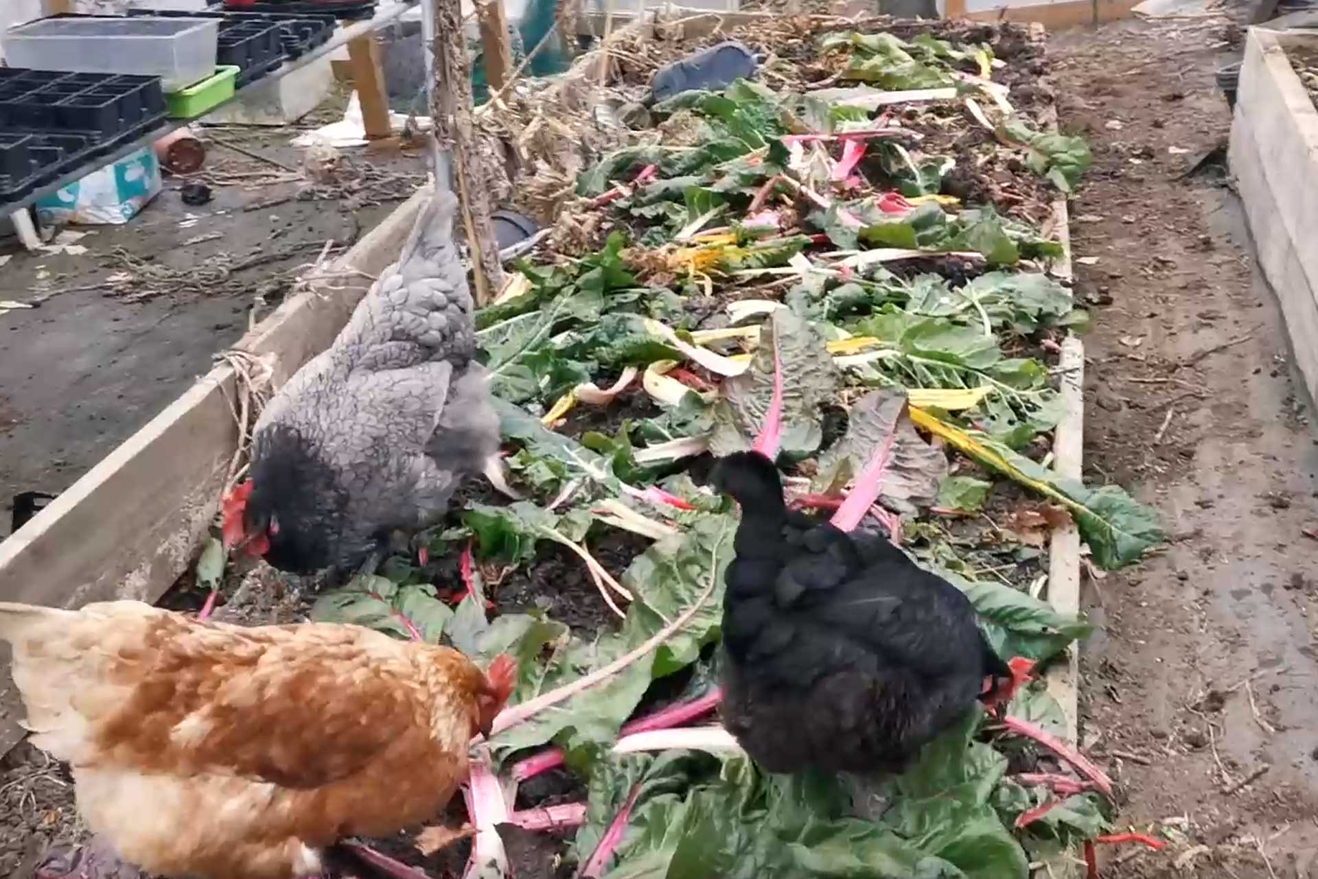 How to add nutrients to raised beds to improve your self sufficiency yields