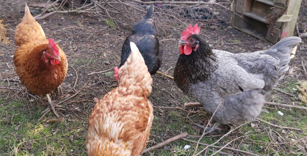 How much space do you need to keep 4 chickens in a garden?