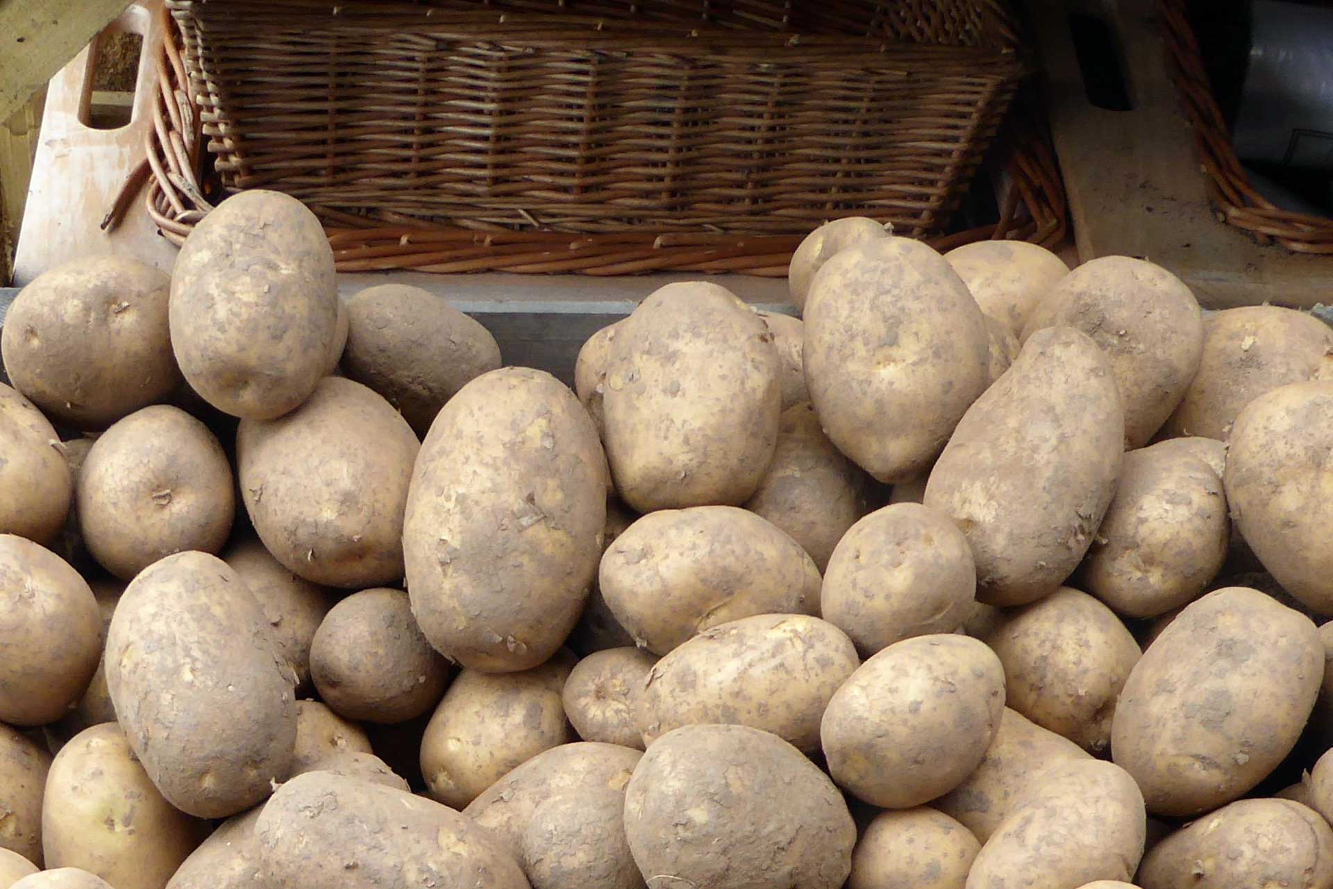Box of stored potatoes, covered in dried dirt