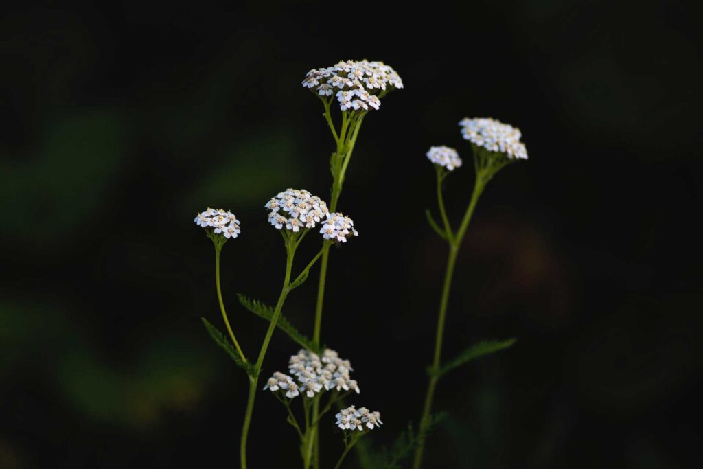 What does Yarrow look like?