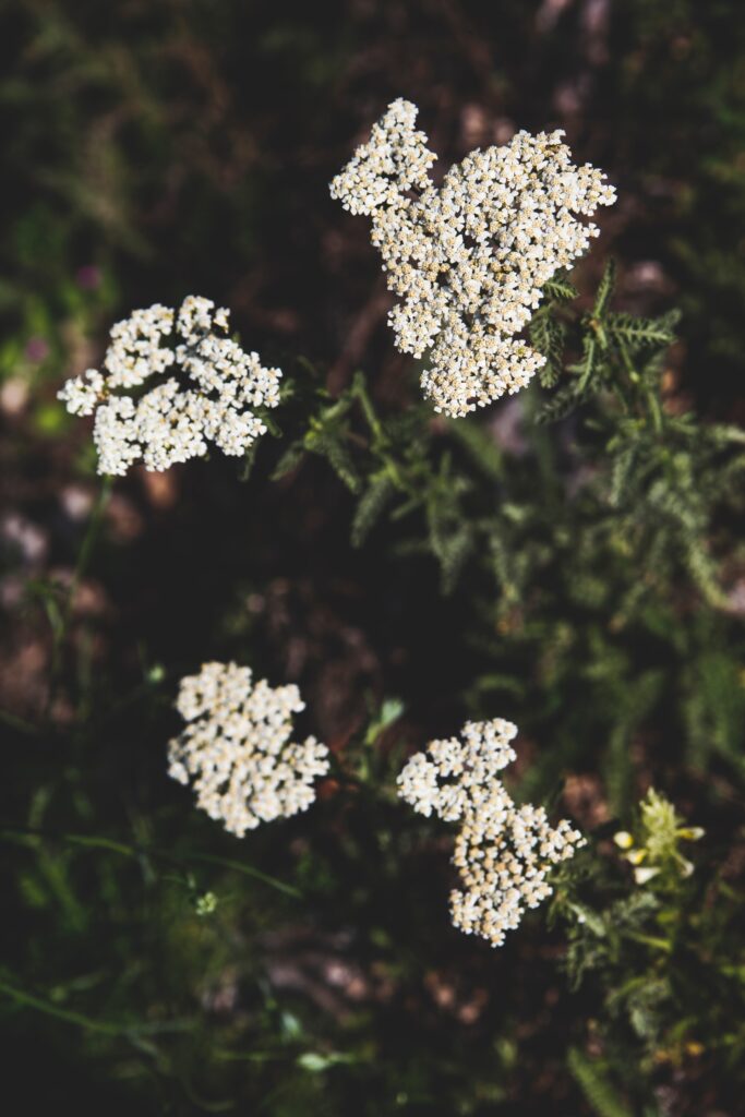 How to harvest yarrow in the wild