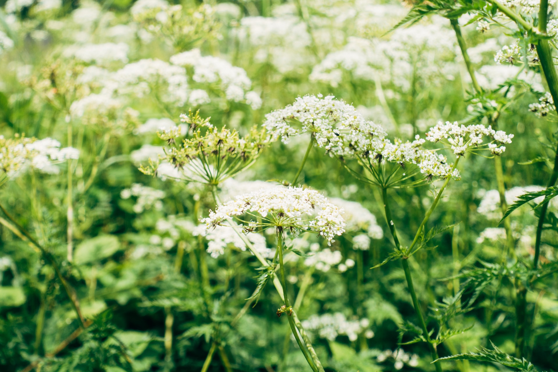 Yarrow in a field