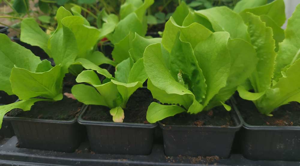 Lettuce takes 6 - 8 weeks to grow.