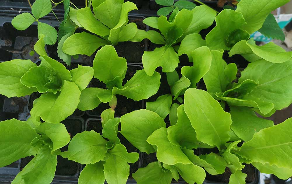 Lettuce planted in modules