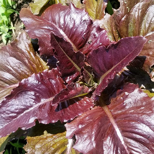 Red Deer Tongue Lettuce: Grow lettuce all year round
