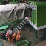 Omlet Eglu Go Up Review 2022 - After 2 Years Of Ownership