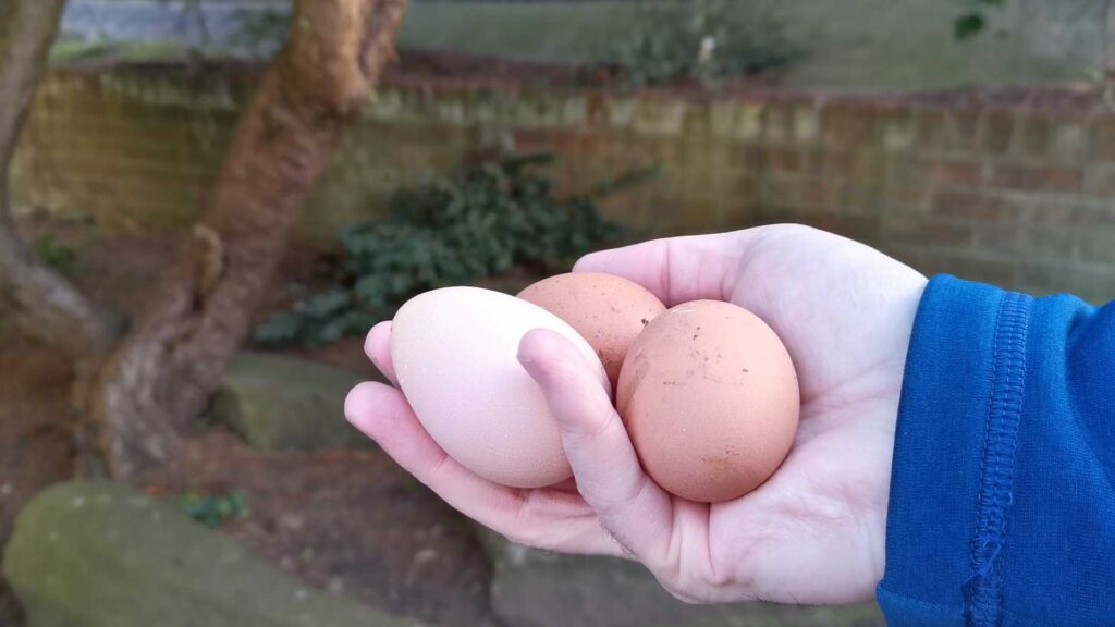 Can Chickens Nest And Lay Eggs In Eglu Go Up?