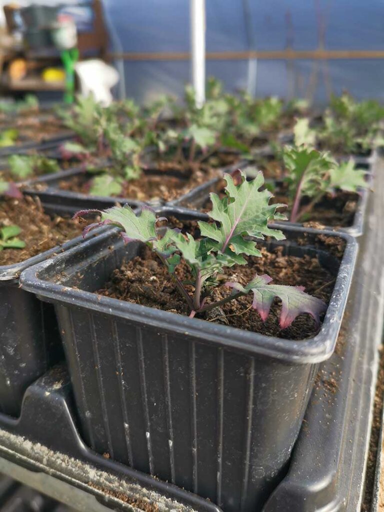 Kale seedling