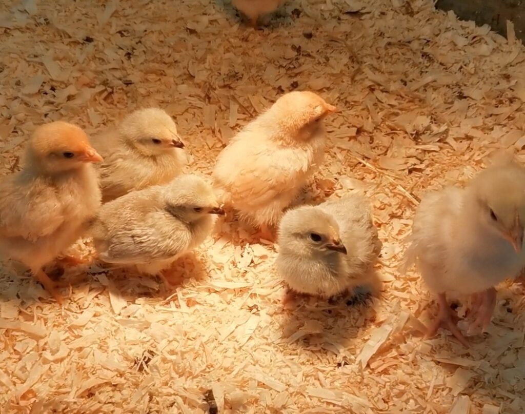 Baby chickens
