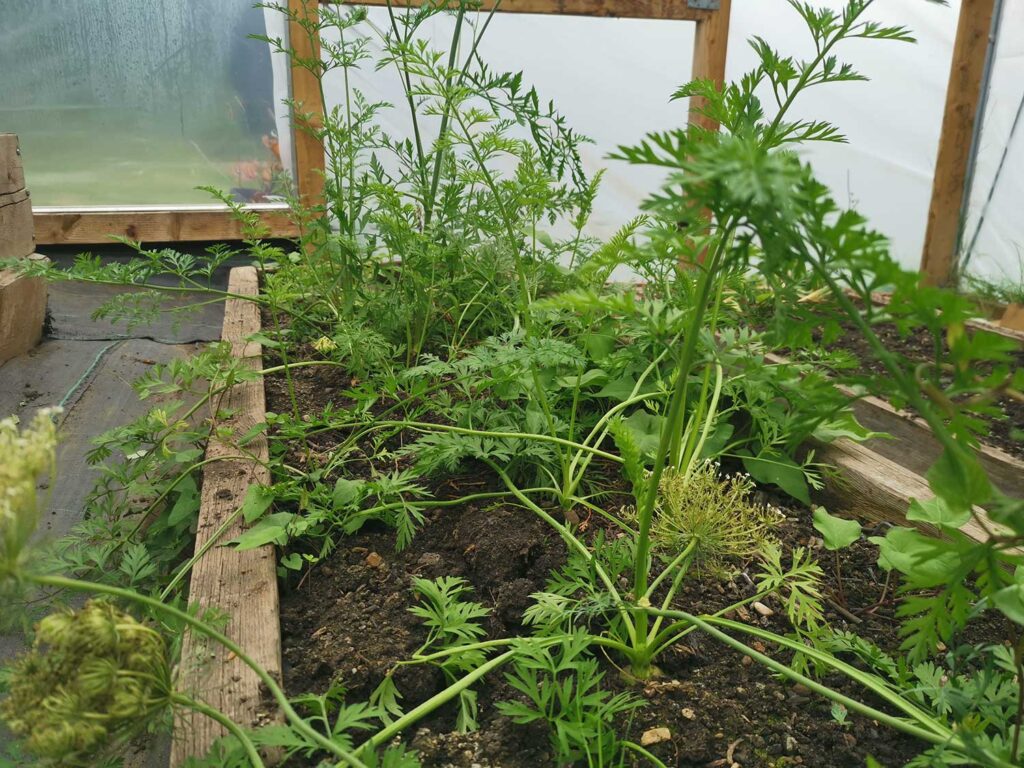 Growing carrots for self sufficiency