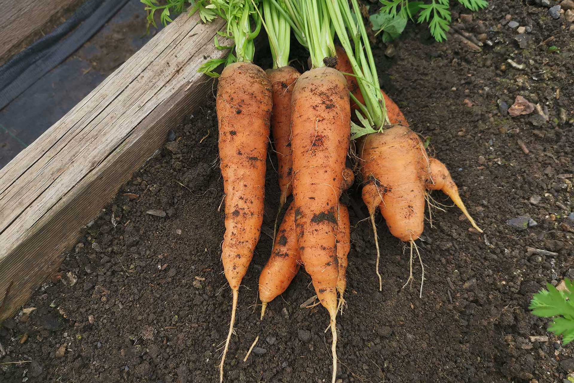 Growing Carrots Will Boost Your Self Sufficiency Rating