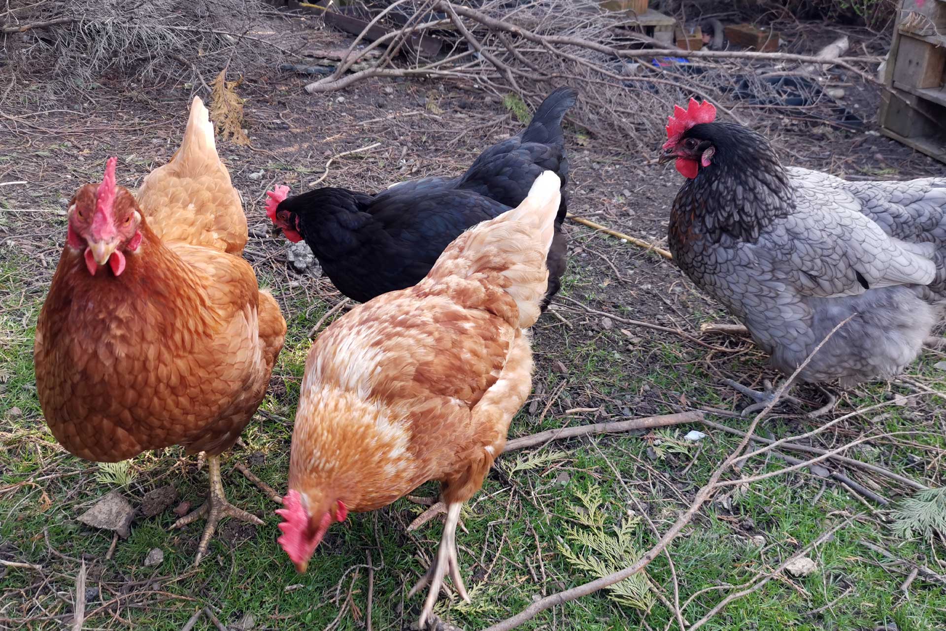 How many chickens do you need to be self sufficient?