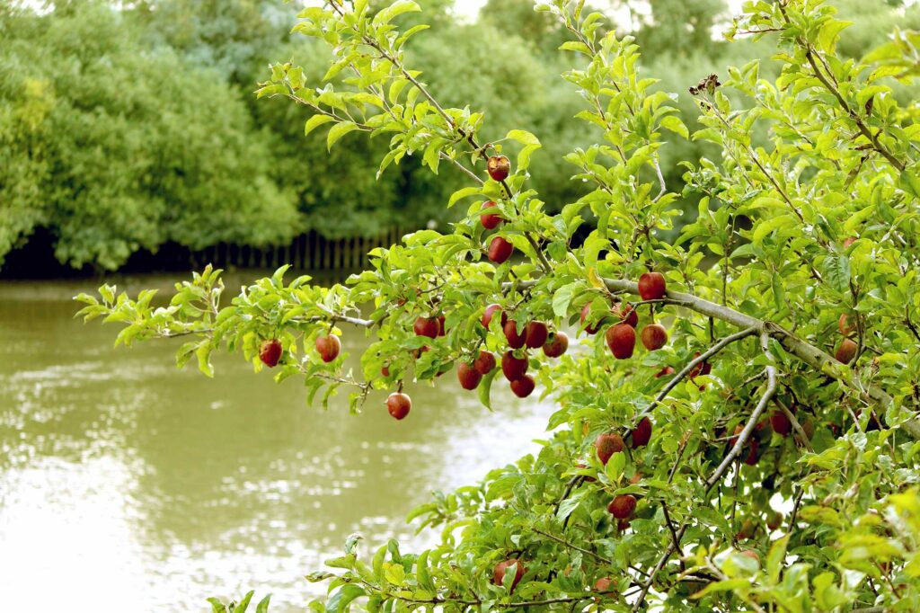 Wild apple tree by the riverside with red apples hanging on the branches with river in the background.