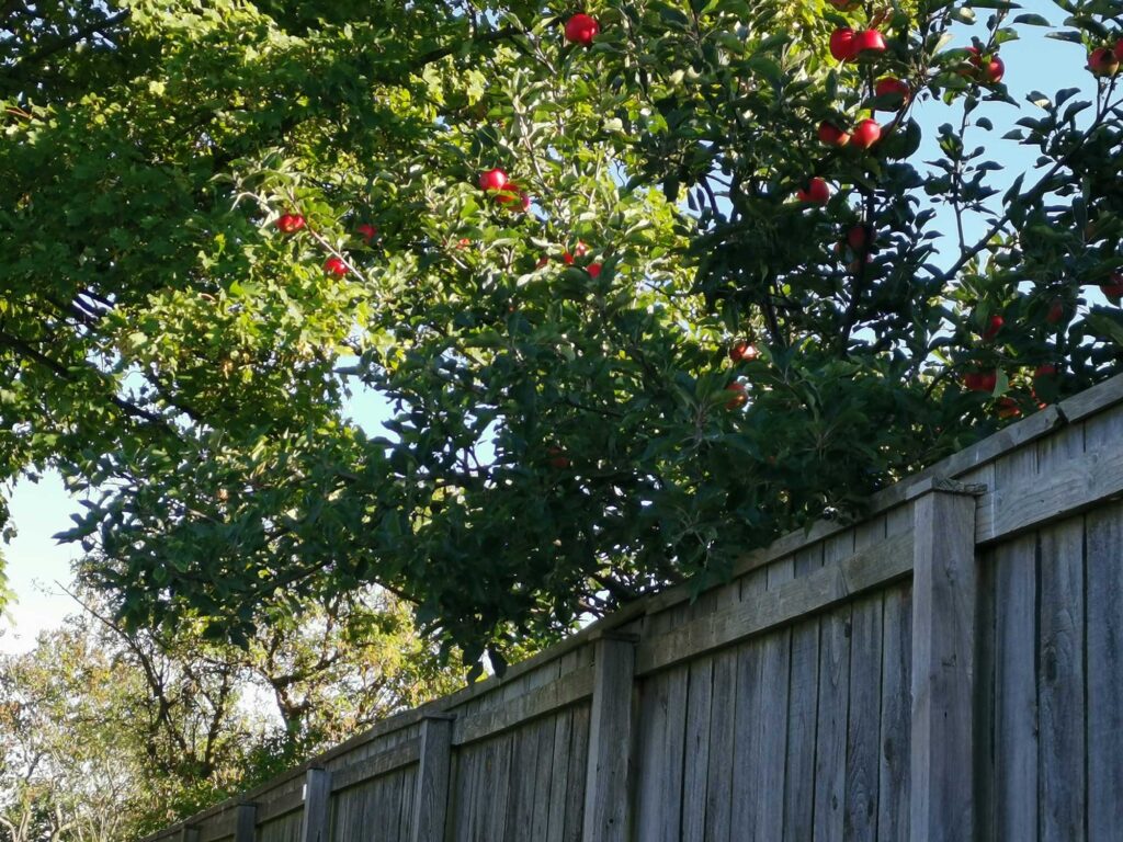 Apple tree with branches reaching out over a fence.