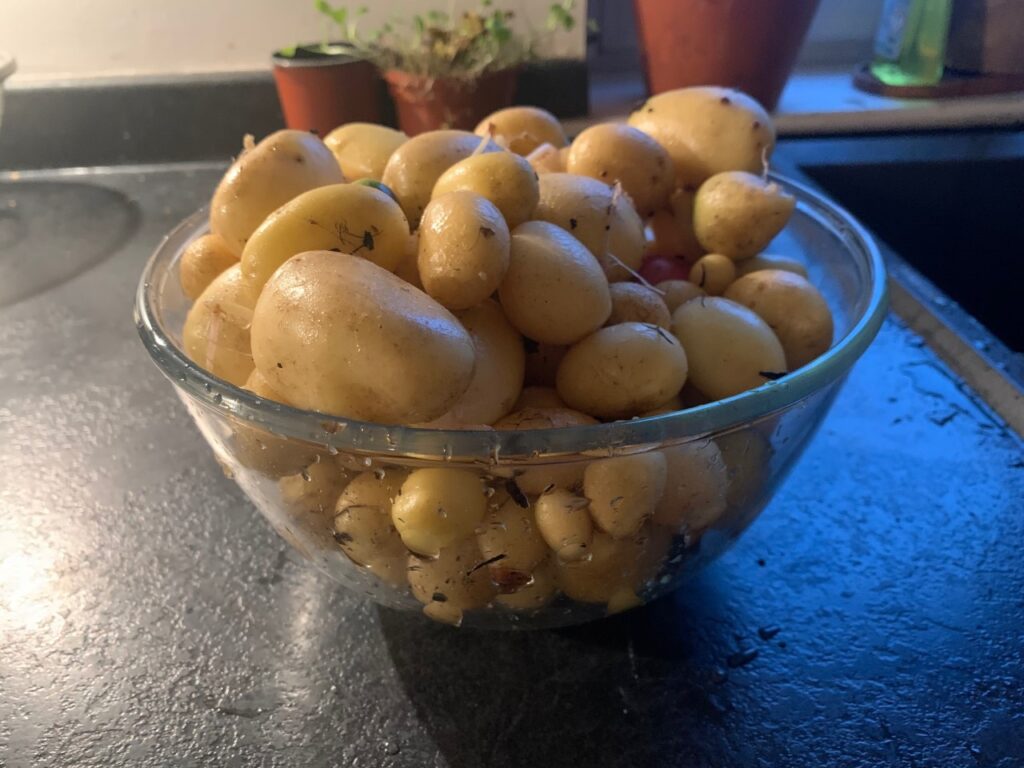 Bowl of home grown potatoes in a glass bowl on a kitchen bench.