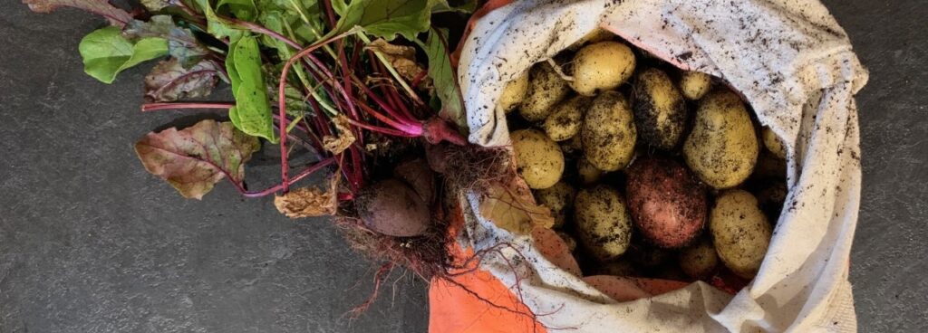 Regrowing supermarket food
