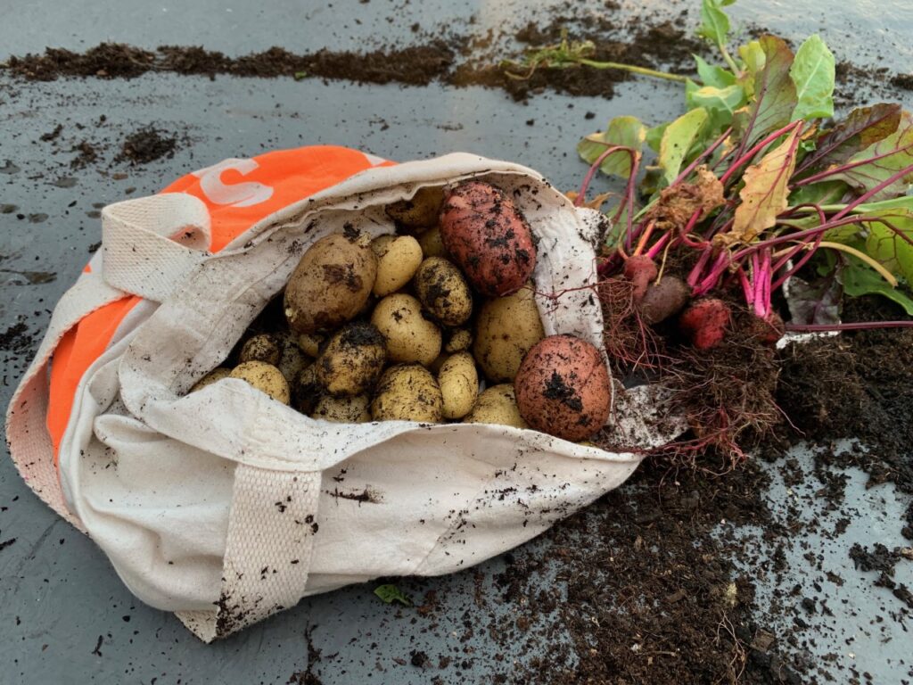 A bag of home-grown potatoes and some beetroot