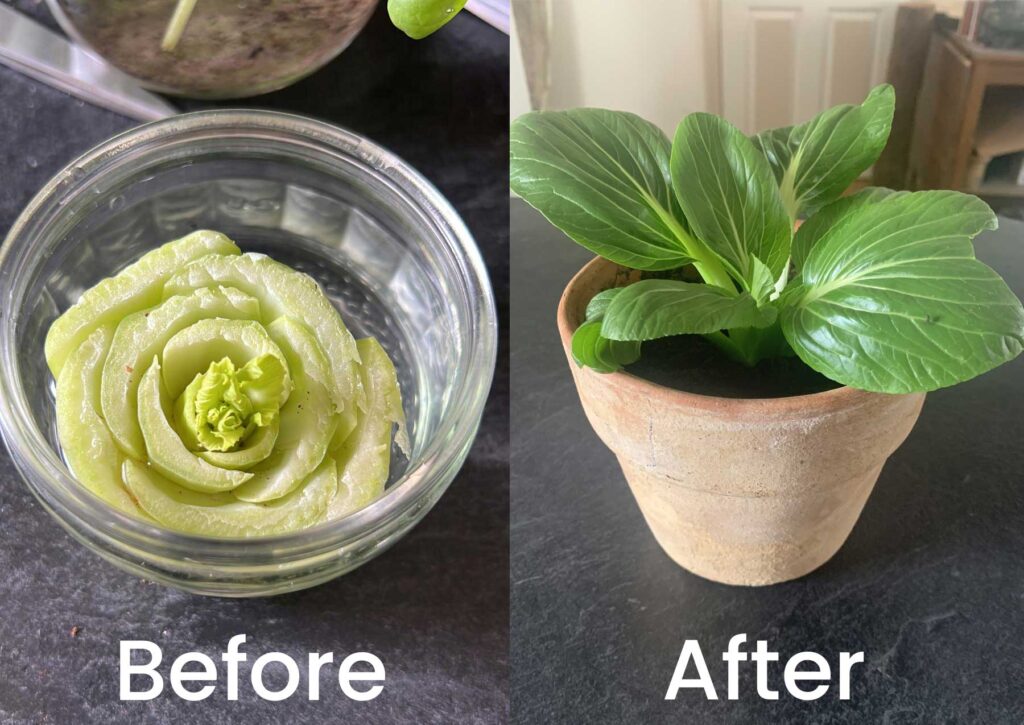 Pak choi regrown from scraps before image and after image.