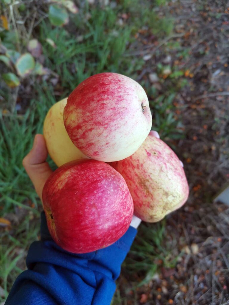 4 apples being held in hand ready for storage