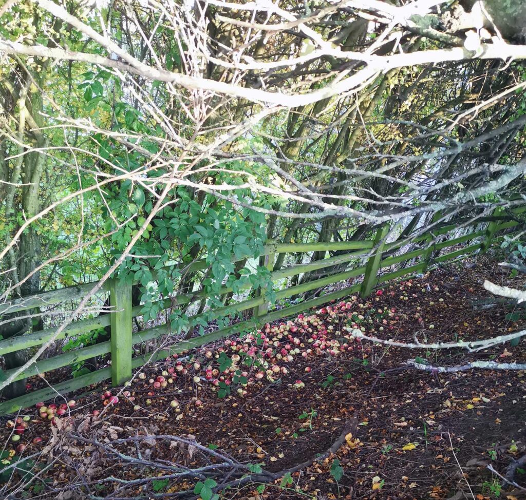 Huge pile of windfall apples next to a wooden fence  