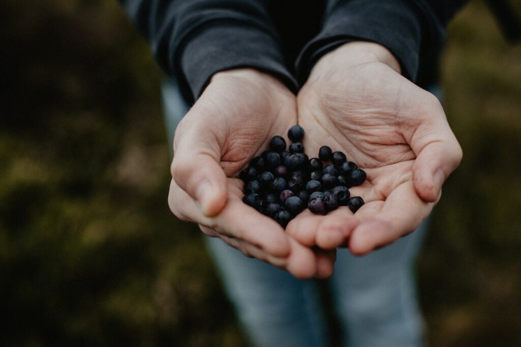 Foraging for berries.