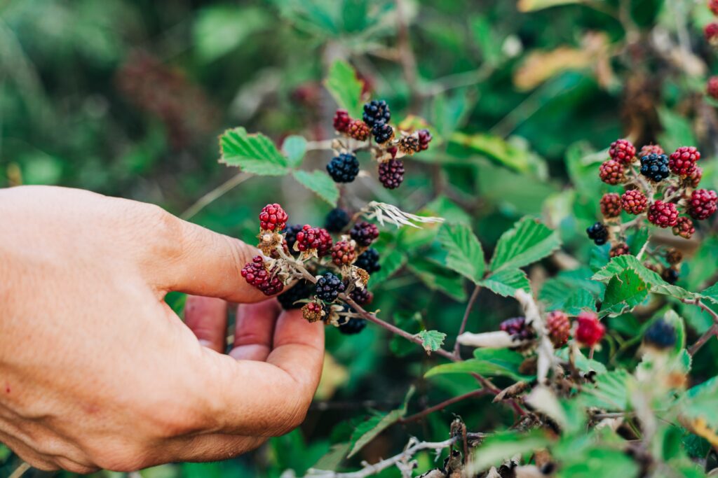 Foraging for food in urban areas is as simple as finding the closest wild raspberry bush.