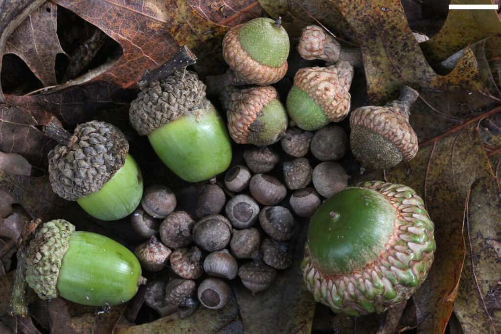 Acorns are great winter foraging finds.