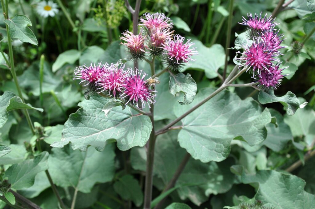 Burdock can be foraged during winter in the UK, but only the root.