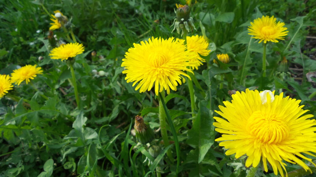 Dandelions can be identified by their flowers.