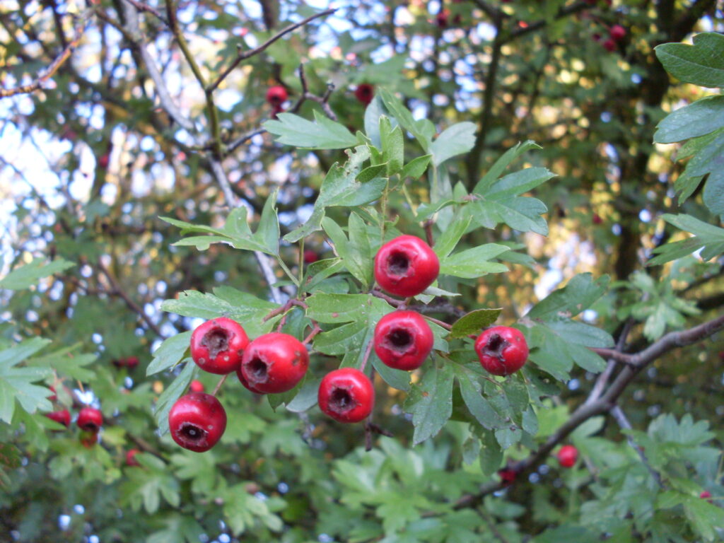 Image of Hawthorn Berries which can be foraged in the UK during winter.