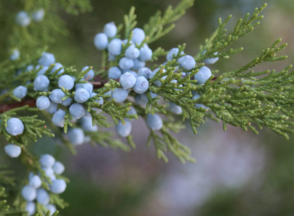 Foraging Juniper berries in the UK winter.