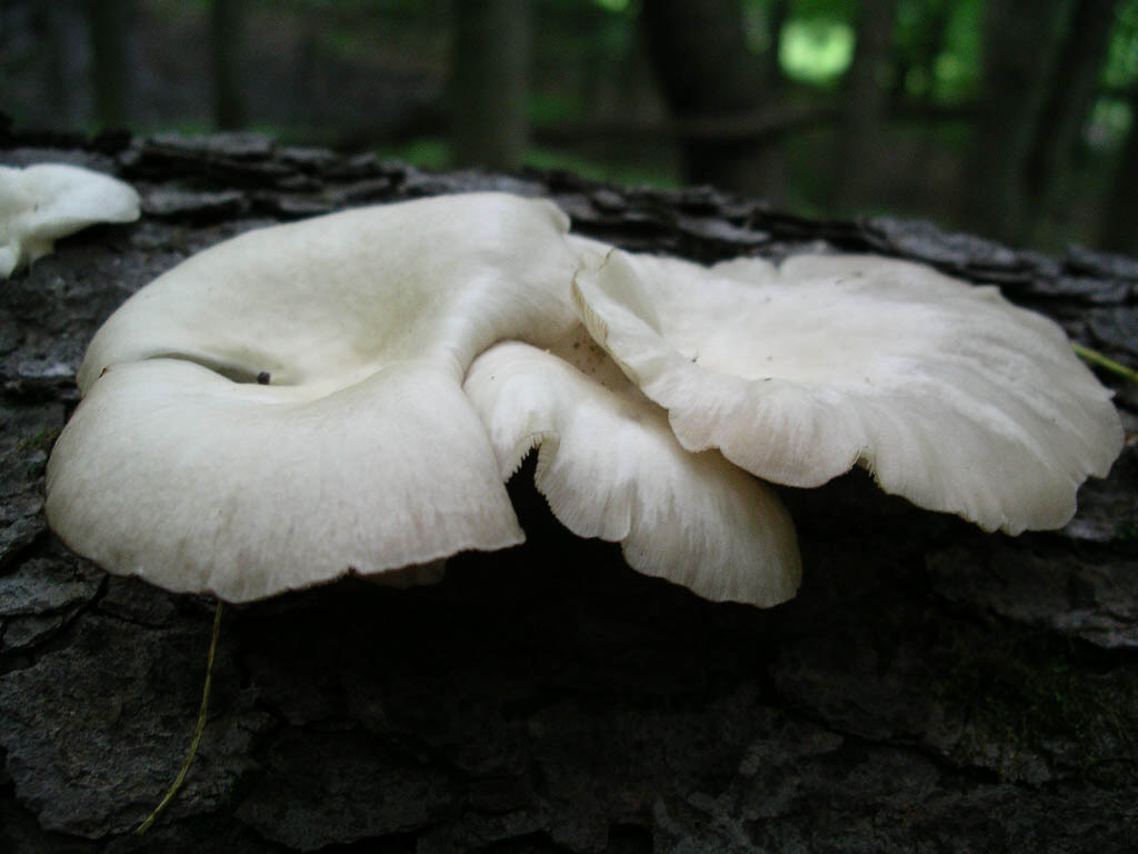 Oyster mushroom.