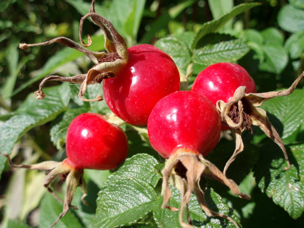Image of Rose Hips which can be foraged in the UK during winter.