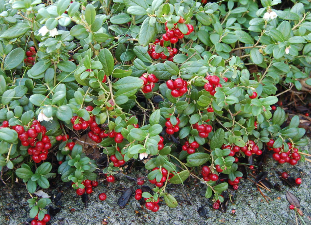 Image of cranberries which can be foraged in the UK during winter.