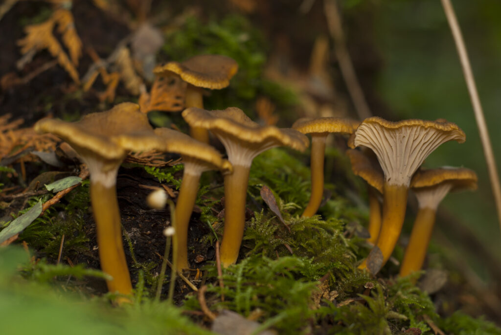 Yellow Foot Chanterelles
