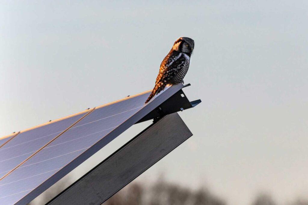 Bird sitting on a solar panel in a DIY solar generator system