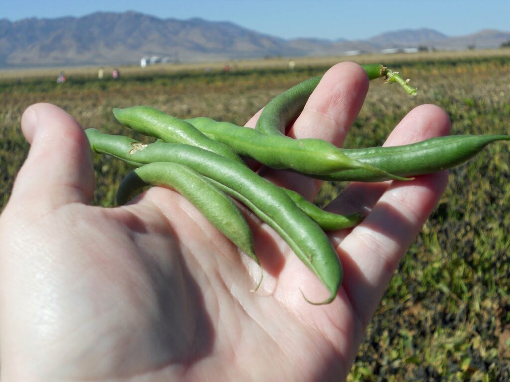 A handful of beans grown by the moon in the desert