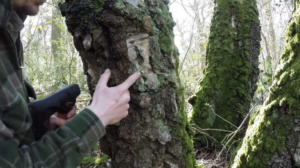Plugging a silver birch with a small birch branch to protect it after harvesting sap.