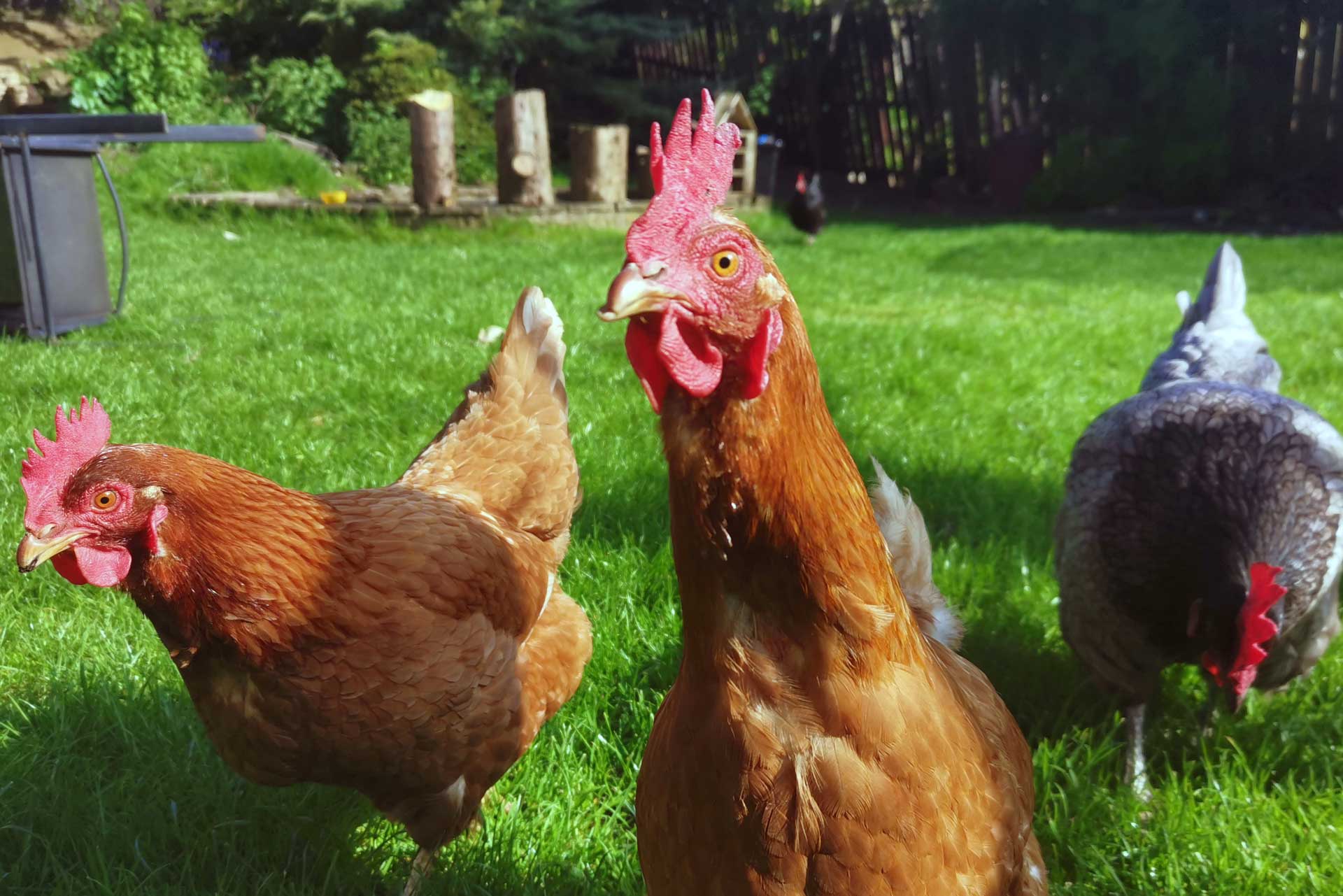 Keeping Chickens in the Garden