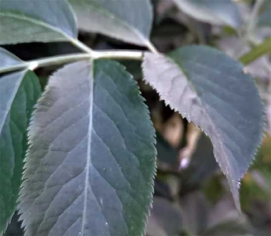 Elderflower leaf with serrated edge
