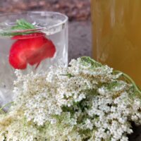 Fresh glass of elderflower syrup next to a bottle of cordial and some elderflowers