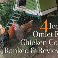4 Omlet Eglu Chicken Coops Ranked & Reviewed