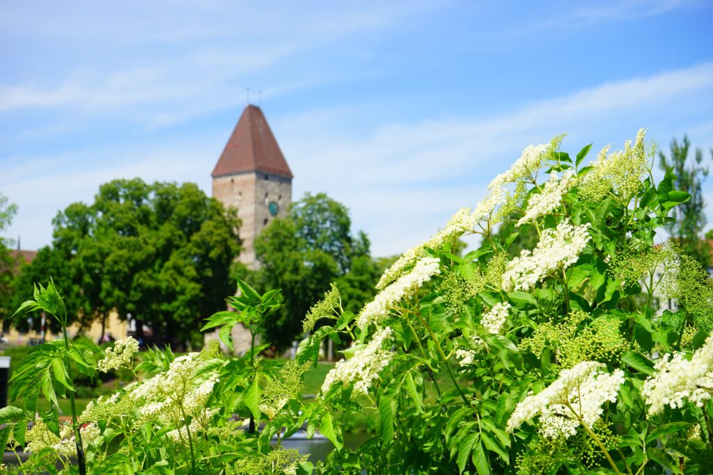 Lots of elderflower umbels used to make elderflower syrup. 