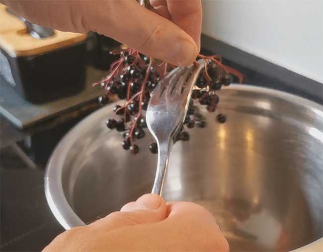 Agitating elderberries on umbel with fork