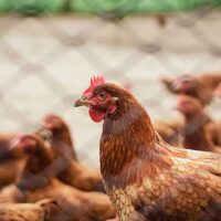 Build This Solar Electric Chicken Fence & Keep Your Flock Safe