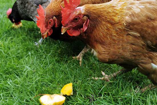 Can chickens eat this? Featured image with three chickens on grass eating an apple.