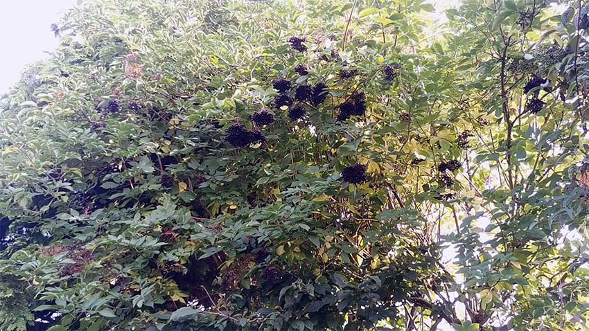 Elder tree full view